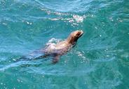 seal-animals-sea-sea-life-284628.jpg