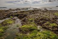 seaweed-mud-water-shore-coast-691708.jpg