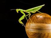 praying-mantis-fishing-locust-green-220991.jpg