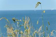 grass-landscape-beach-coast-573388.jpg