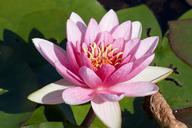 water-lilies-nymphaea-lake-rose-455231.jpg