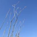 fouquieria-splendens-flower-ocotillo-414888.jpg