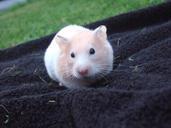 hamster-cute-small-towel-fluffy-722134.jpg