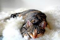 cat-tabby-kitty-feline-animal-1127194.jpg