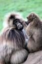 monkeys-ape-primate-grooming-448926.jpg