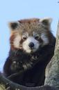 red-panda-bear-zoo-259151.jpg