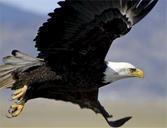 bald-eagle-eagle-bald-flying-529722.jpg