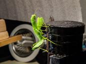 praying-mantis-fishing-locust-green-190185.jpg