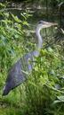 heron-nature-summer-bird-animal-914845.jpg