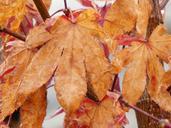 autumn-leaves-japanese-maple-autumn-1071380.jpg