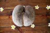 coconut-seychelles-coconut-tree-1028003.jpg