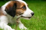 puppy-dog-pet-animal-meadow-head-228692.jpg