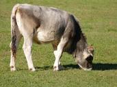 cow-pasture-graze-beef-alm-alpine-1022584.jpg