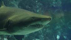 shark-teeth-underwater-sea-426565.jpg