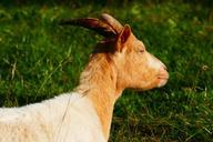 goat-animal-domestic-goat-horns-509823.jpg