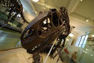 fossil-tyrannosaurus-dinosaur-238111.jpg