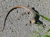 lizard-stripes-reptile-rock-534015.jpg