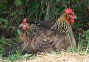 chickens-rooster-hen-resting-sit-58906.jpg