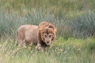 lion-animals-africa-625154.jpg