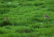 pasture-grass-2-rabbits-hidden-323925.jpg