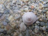 pebble-shell-water-646554.jpg