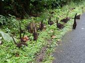 coatis-flock-costa-rica-516798.jpg