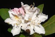 rhododendron-flowers-close-white-327263.jpg