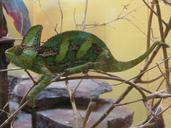 chameleon-lizard-green-reptile-902449.jpg