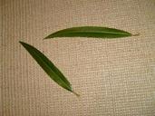 Willow leaf leaves.jpg