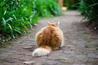 Fluffy_Caramel_Cat_Sitting_on_a_Garden_Path.jpg