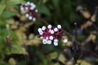 berries-white-autumn-close-190743.jpg