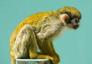 monkey-squirrel-primate-mammal-708484.jpg