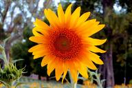 sunflowers-sunflower-flowers-nature-1173417.jpg