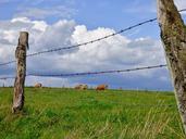 fence-pasture-clouds-cows-493093.jpg