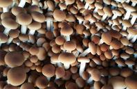 fungus-mushrooms-forest-nature-982322.jpg