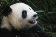 panda-bear-black-white-china-ch-1641560.jpg