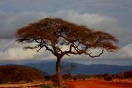 safari-landscape-holiday-kenya-16949.jpg