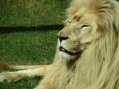 lion-zoo-predator-cat-wildcat-461024.jpg