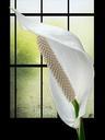 spathiphyllum-flower-white-plant-227749.jpg