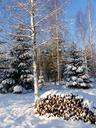 winter-landscape-forest-tree-wood-610975.jpg