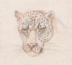 Head_of_a_Leopard_-_Google_Art_Project.jpg