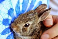 bunny-baby-bunny-baby-rabbit-brown-965819.jpg