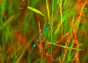 dragonfly-nature-grassland-blue-413311.jpg