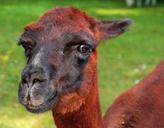 alpaca-pako-red-brown-mammal-412247.jpg