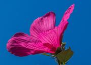 swamp-hibiscus-pink-flower-174016.jpg