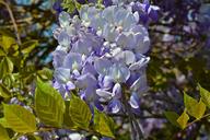 blue-rain-wisteria-blue-flowers-1405661.jpg