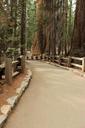 trail-forest-sequoia-national-park-830999.jpg