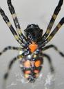 spider-spotted-spiders-202255.jpg