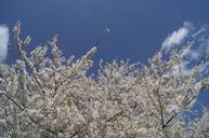 cherry-blossoms-flowers-cherry-217609.jpg