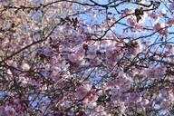 cherry-blossoms-flowers-tree-spring-286483.jpg